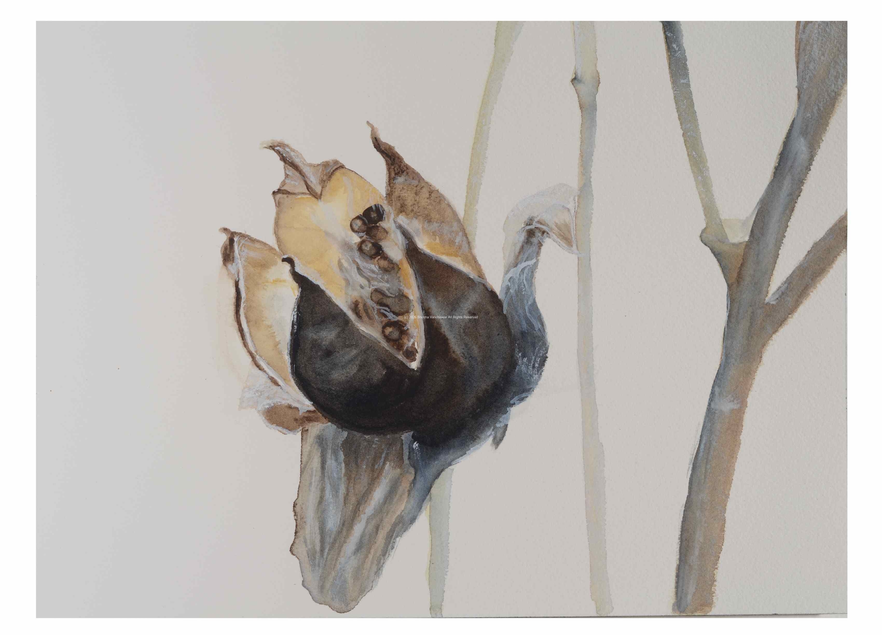 2_Seed-pod-2_watercolor_9x11_December-2020