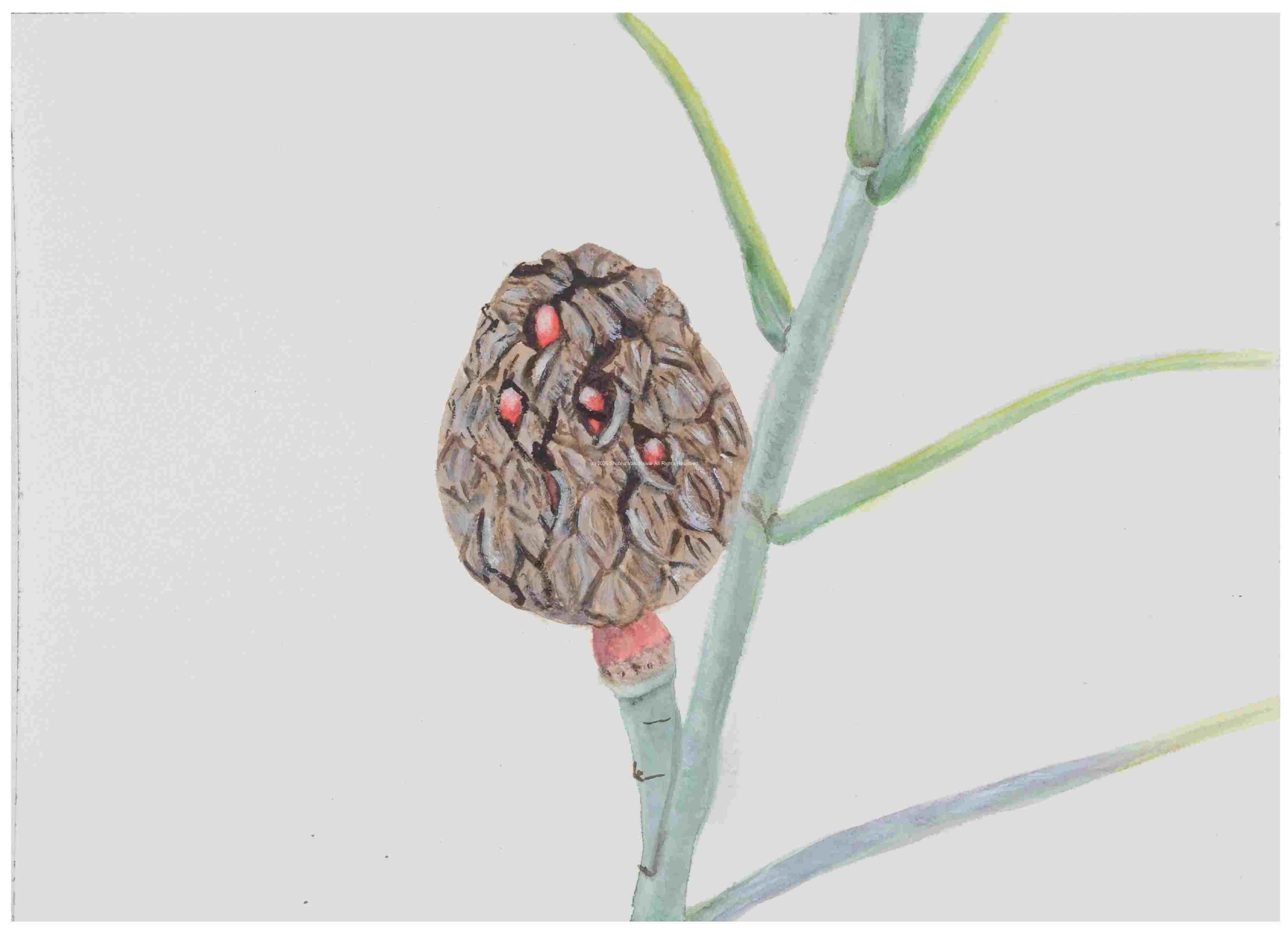 2_Seed-pod-Magnolia_watercolor_9x11_January-2021