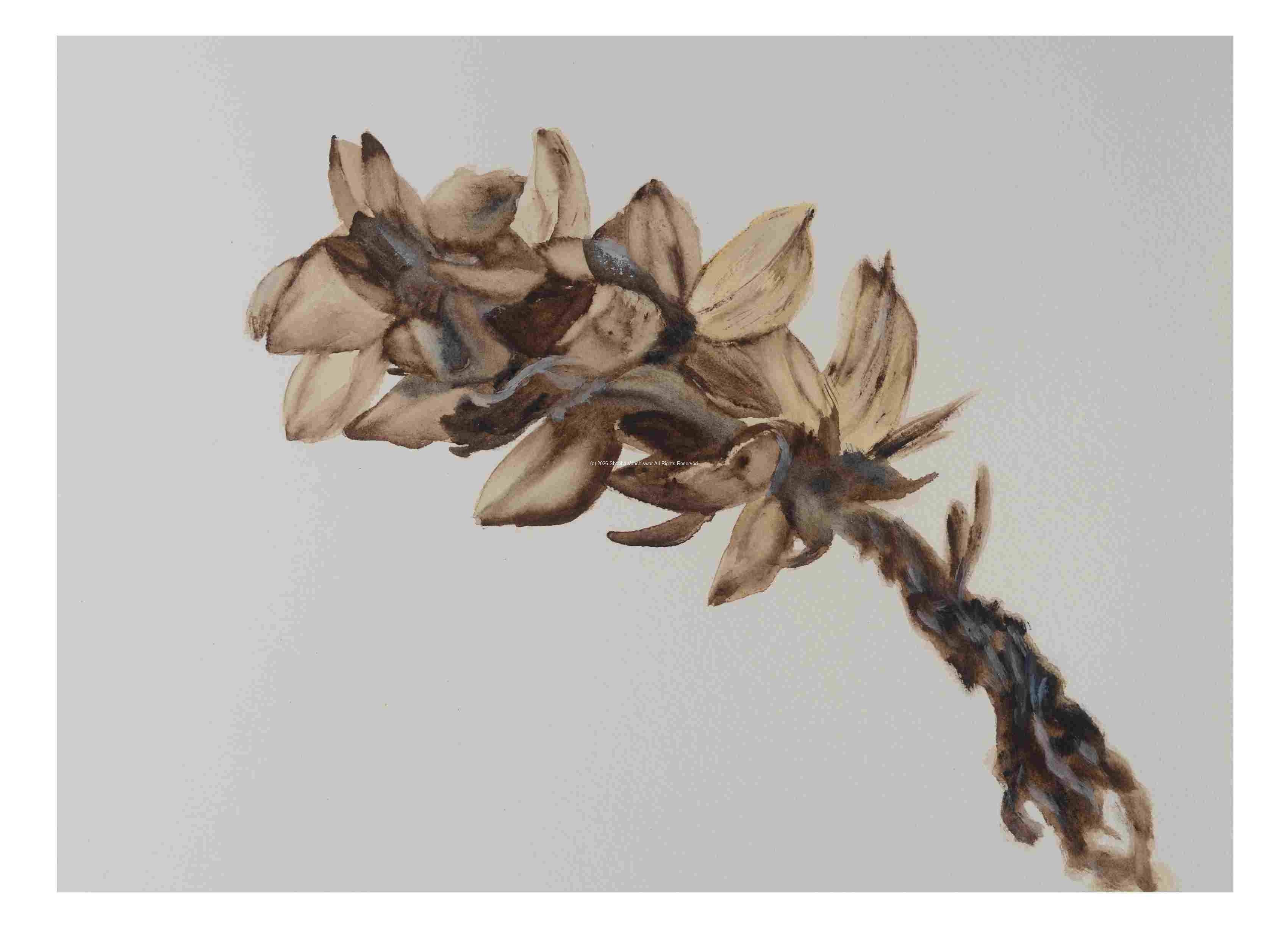 2_Seed-pod-Turtleheads-Chelone_watercolor_9x11_December-2020