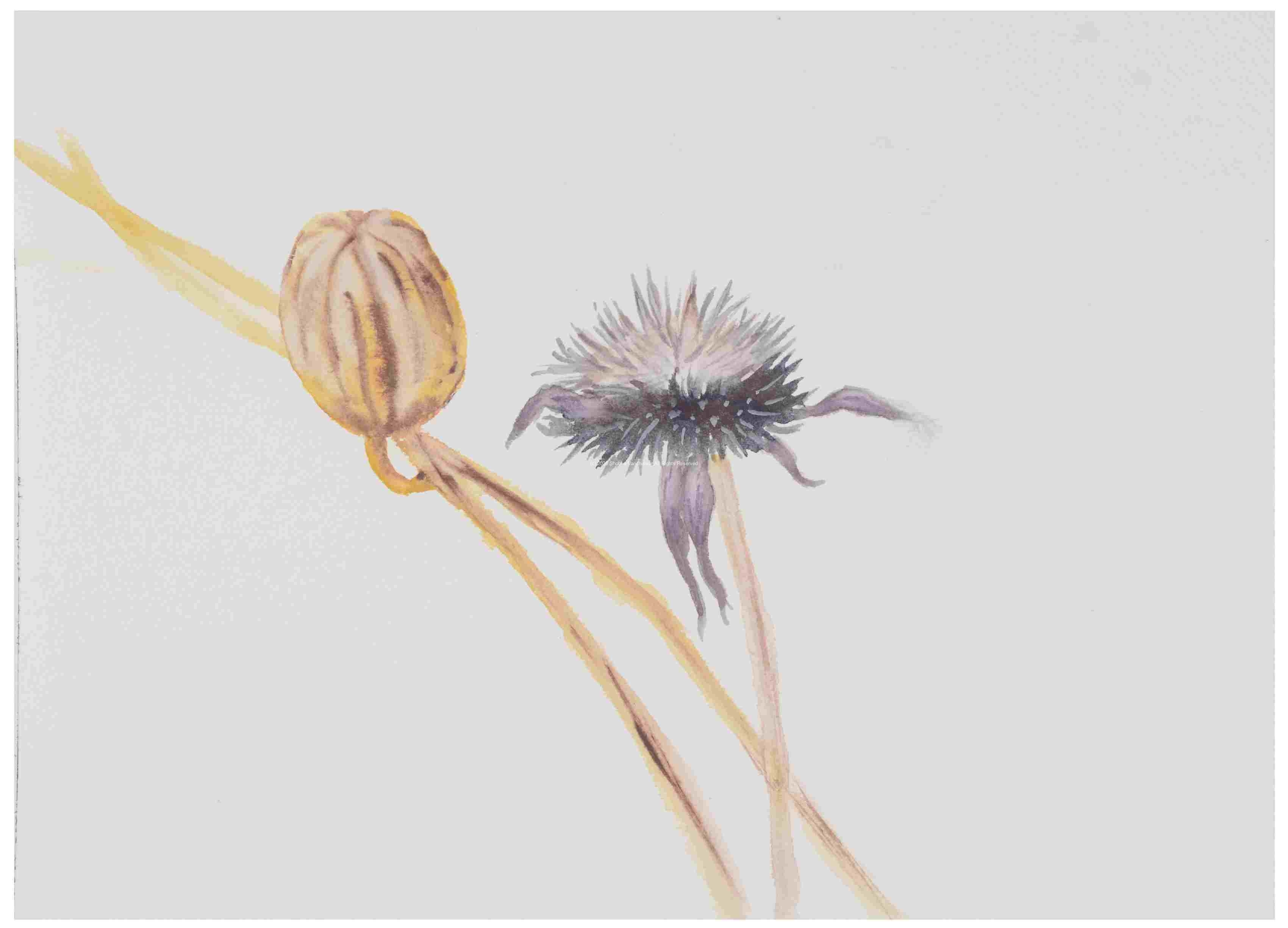 2_Seed-pod-and-seed-head_watercolor_8x11_January-2021