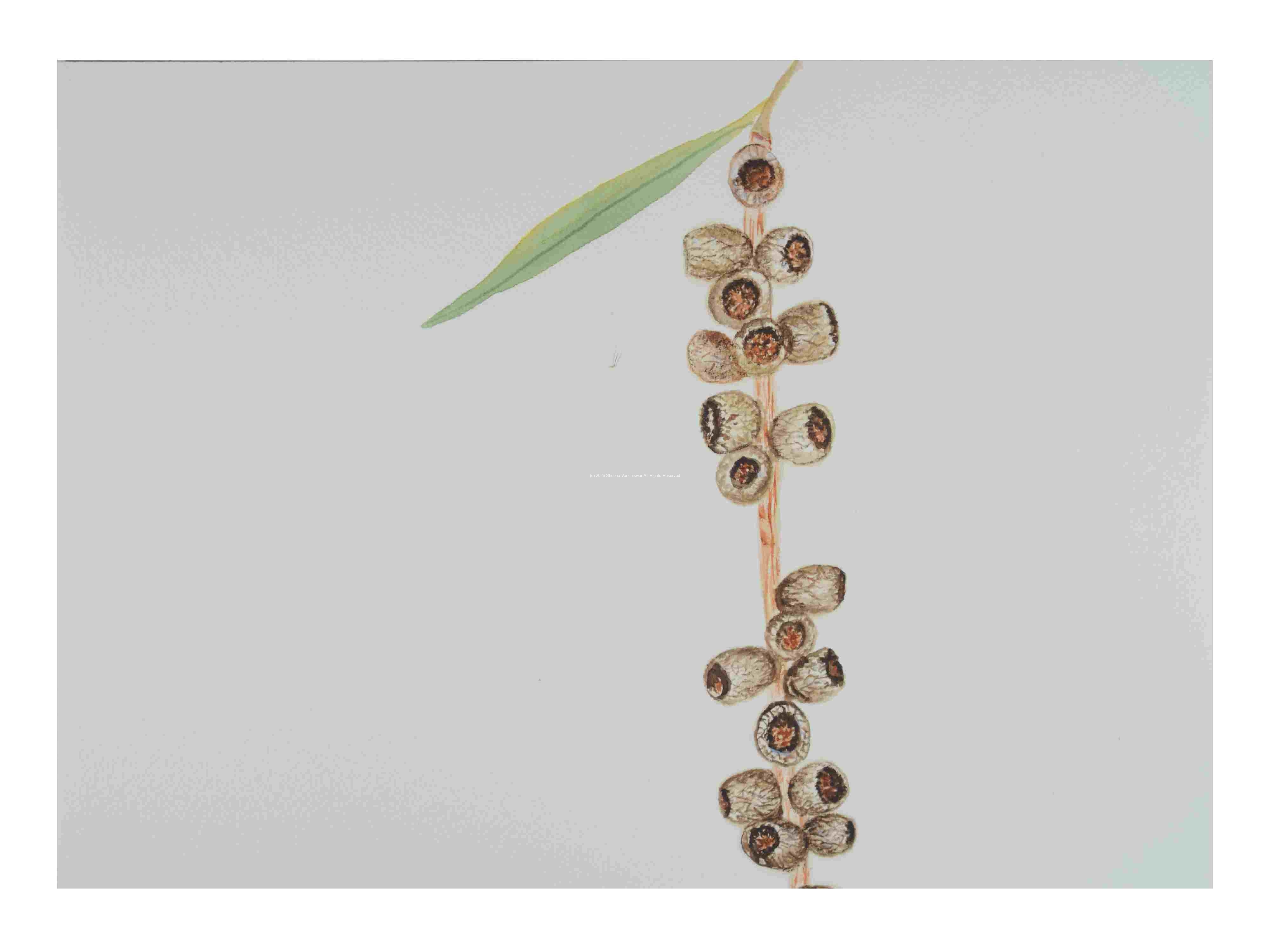 2_Seed-pods-Eucalyptus_watercolor_14x16_2022-Feb