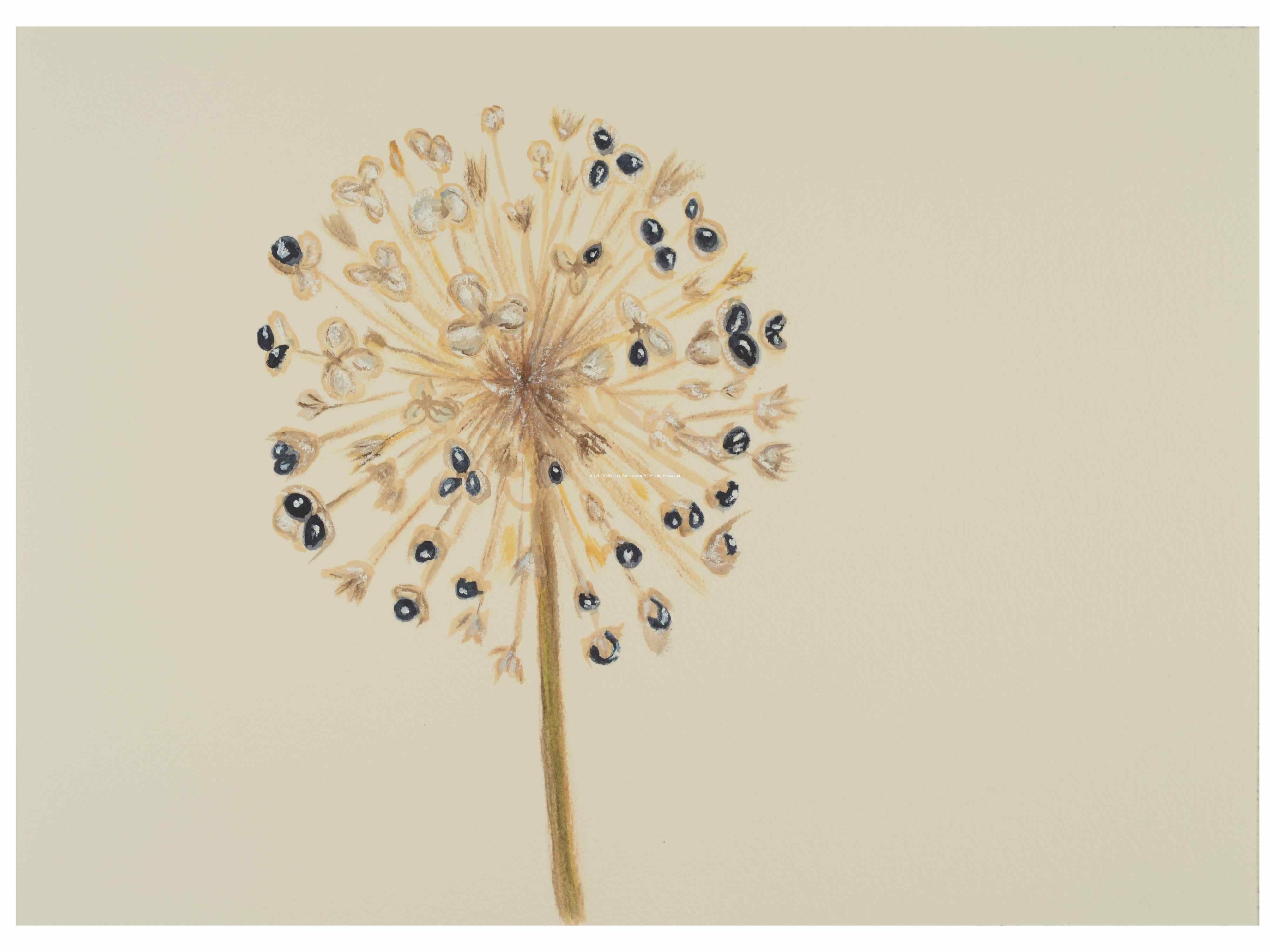 2_Seedhead_Allium_watercolor_10x14_October-2021