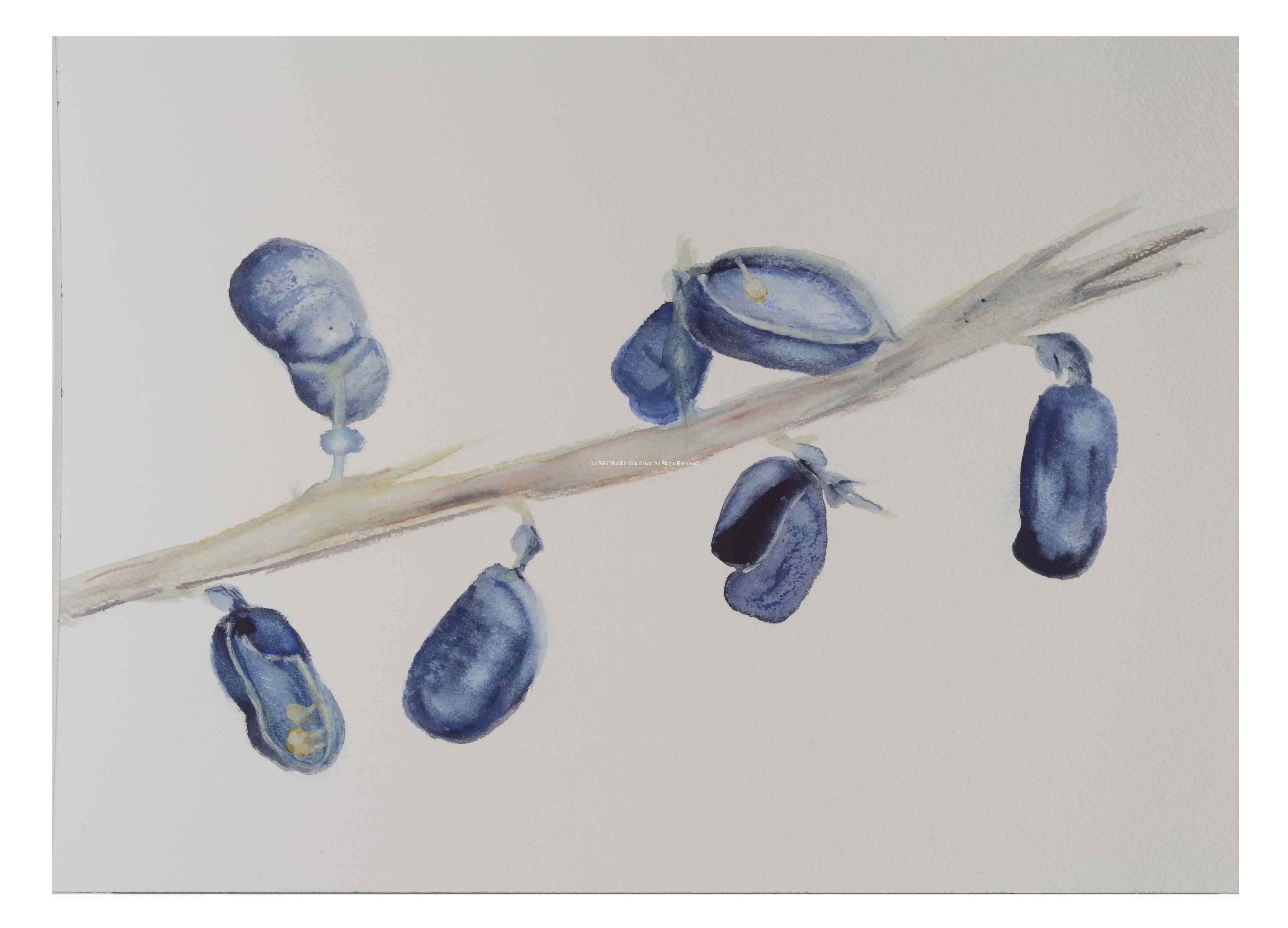 2_Seedpod-3_watercolor_9x11_January-2021