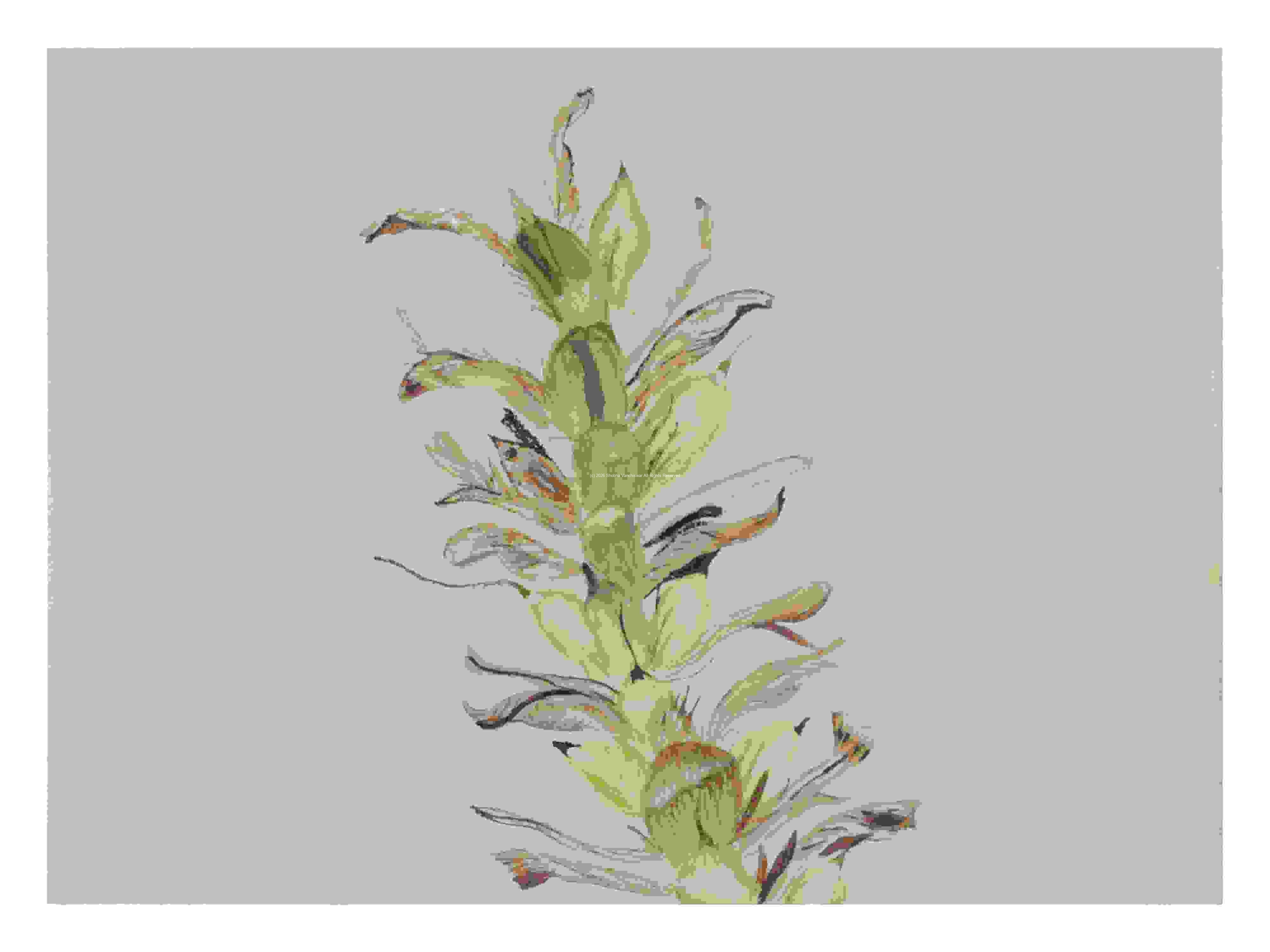 2_Seedpod-Acanthus_watercolor_9x11_2023