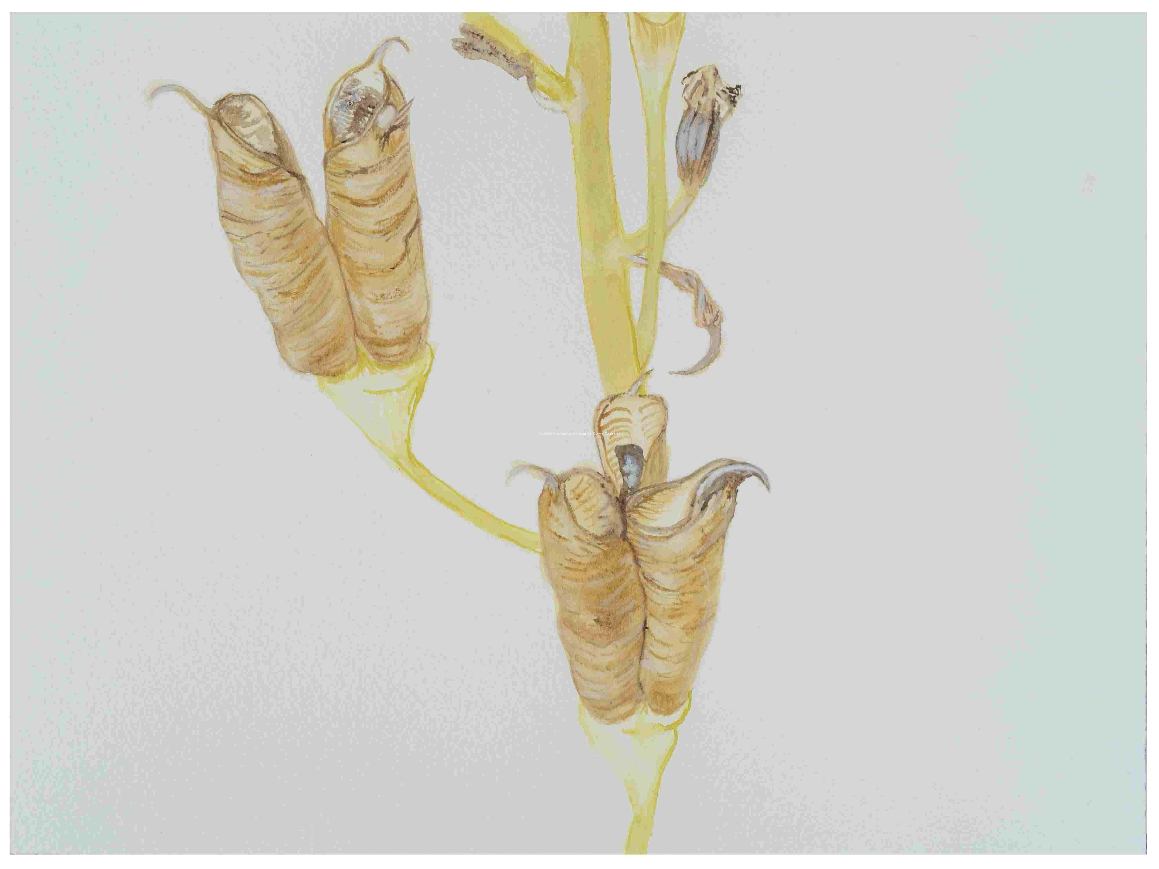2_Seedpod-Aconitum-Monkshood_watercolor_9x12_2024
