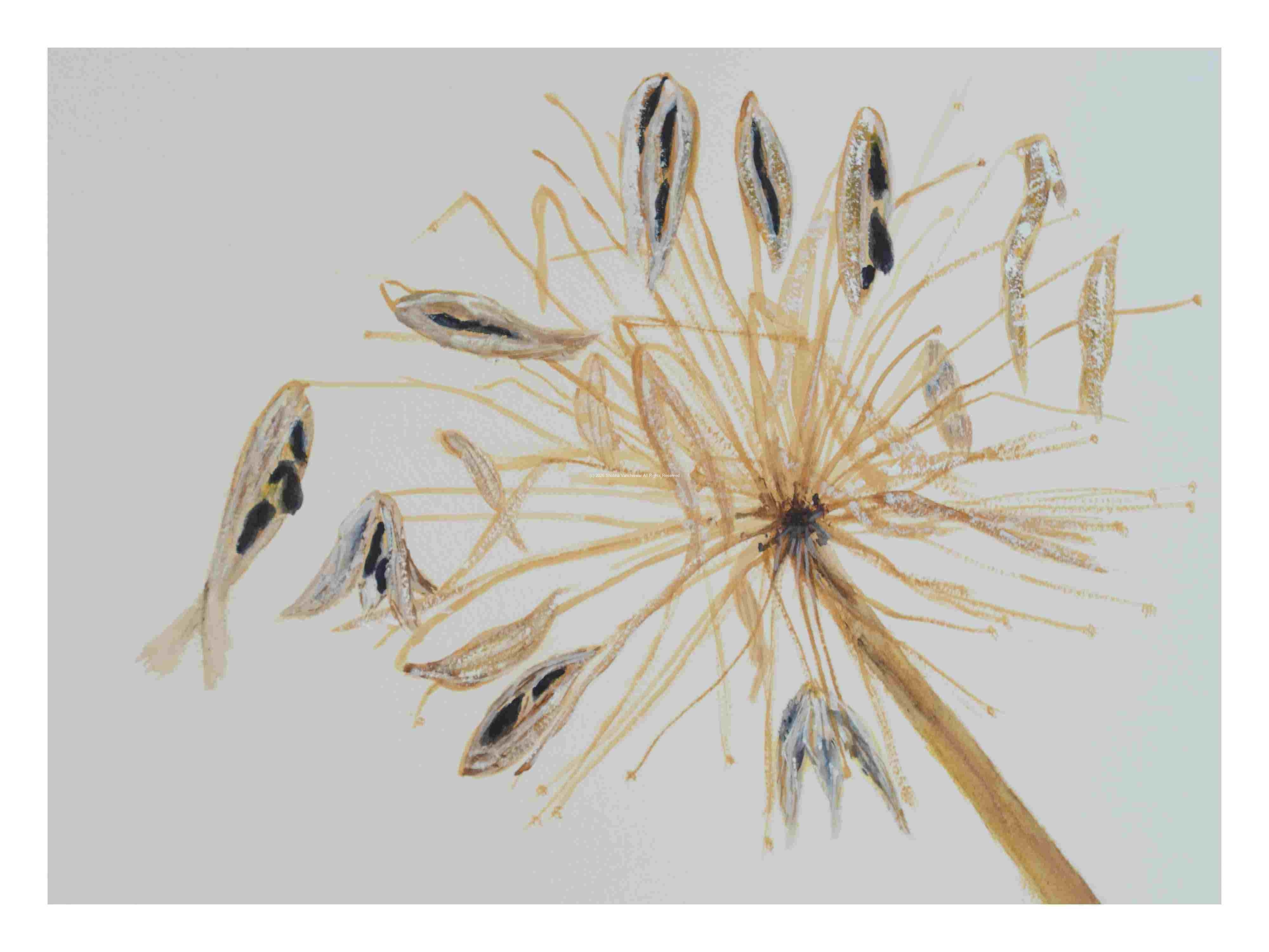 2_Seedpod-Apapanthus_watercolor_9x11_2023