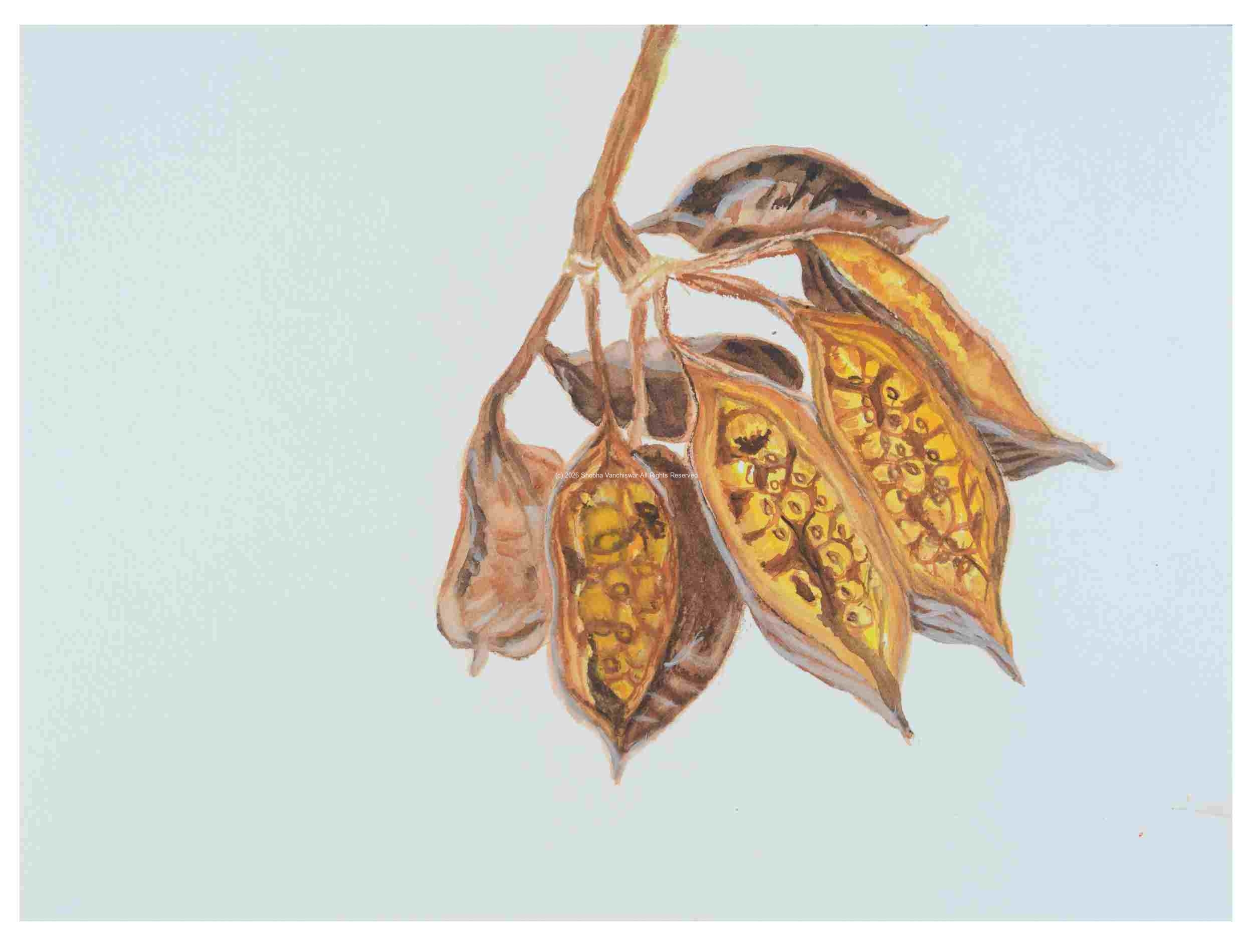 2_Seedpod-Bottle-Tree-Brachychiton-rupestris_watercolor_9x11_2024