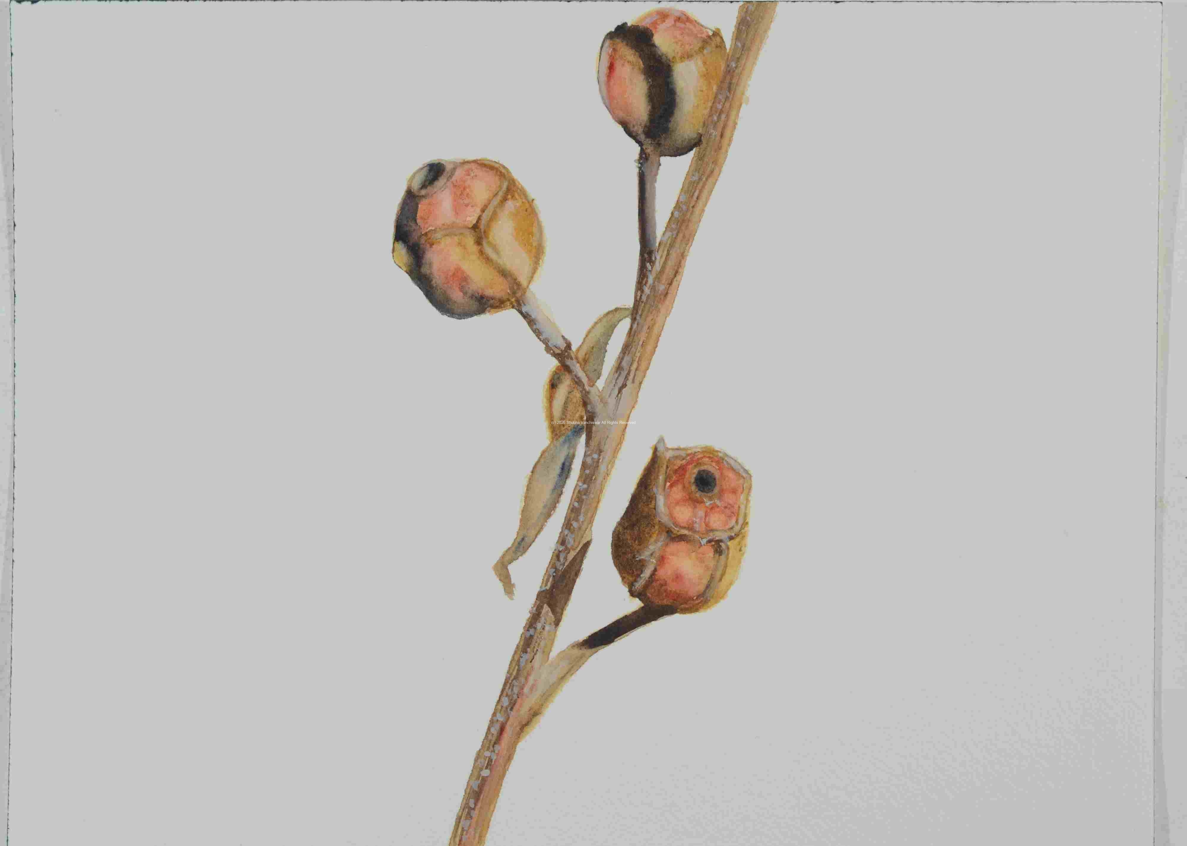 2_Seedpod-Bushy-Seedbox_-Ludwigia-alternifolia_watercolor_9x12_2022