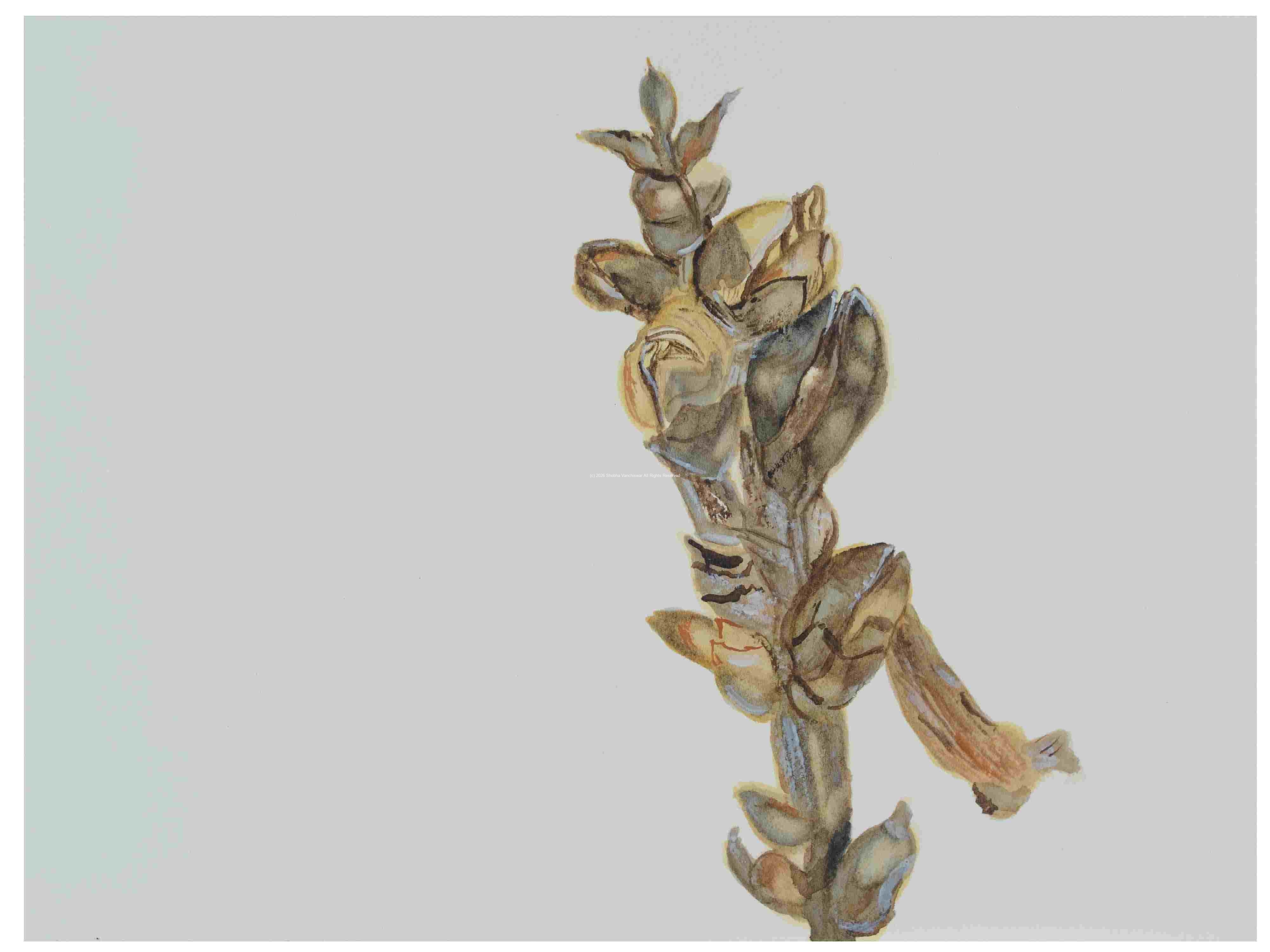 2_Seedpod-Chelone-alba-Turtlehead_watercolor_9x12_2023