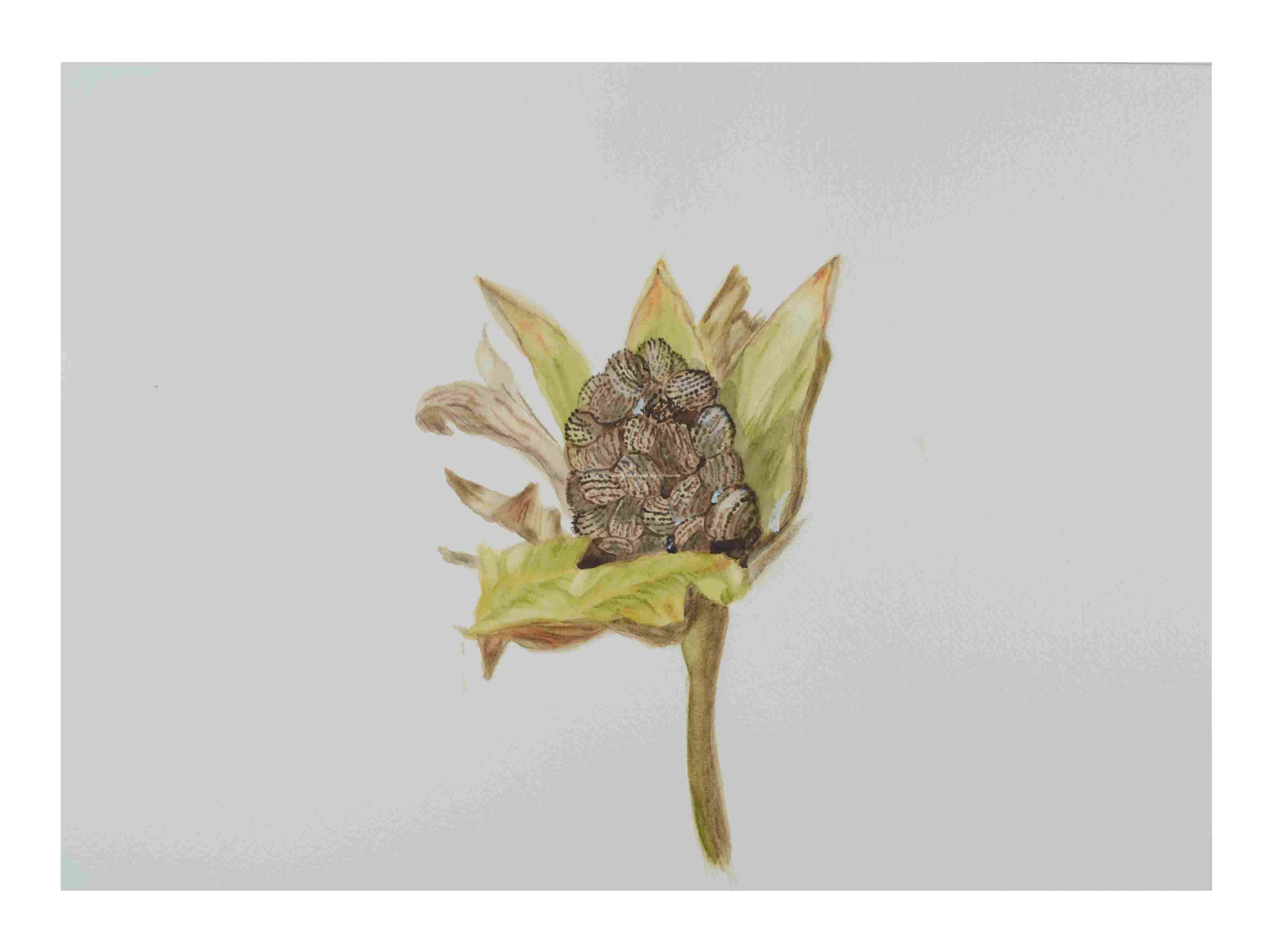 2_Seedpod-Corn-Cockle-Seed-Capsule-_watercolor_14x16_2022-Jan