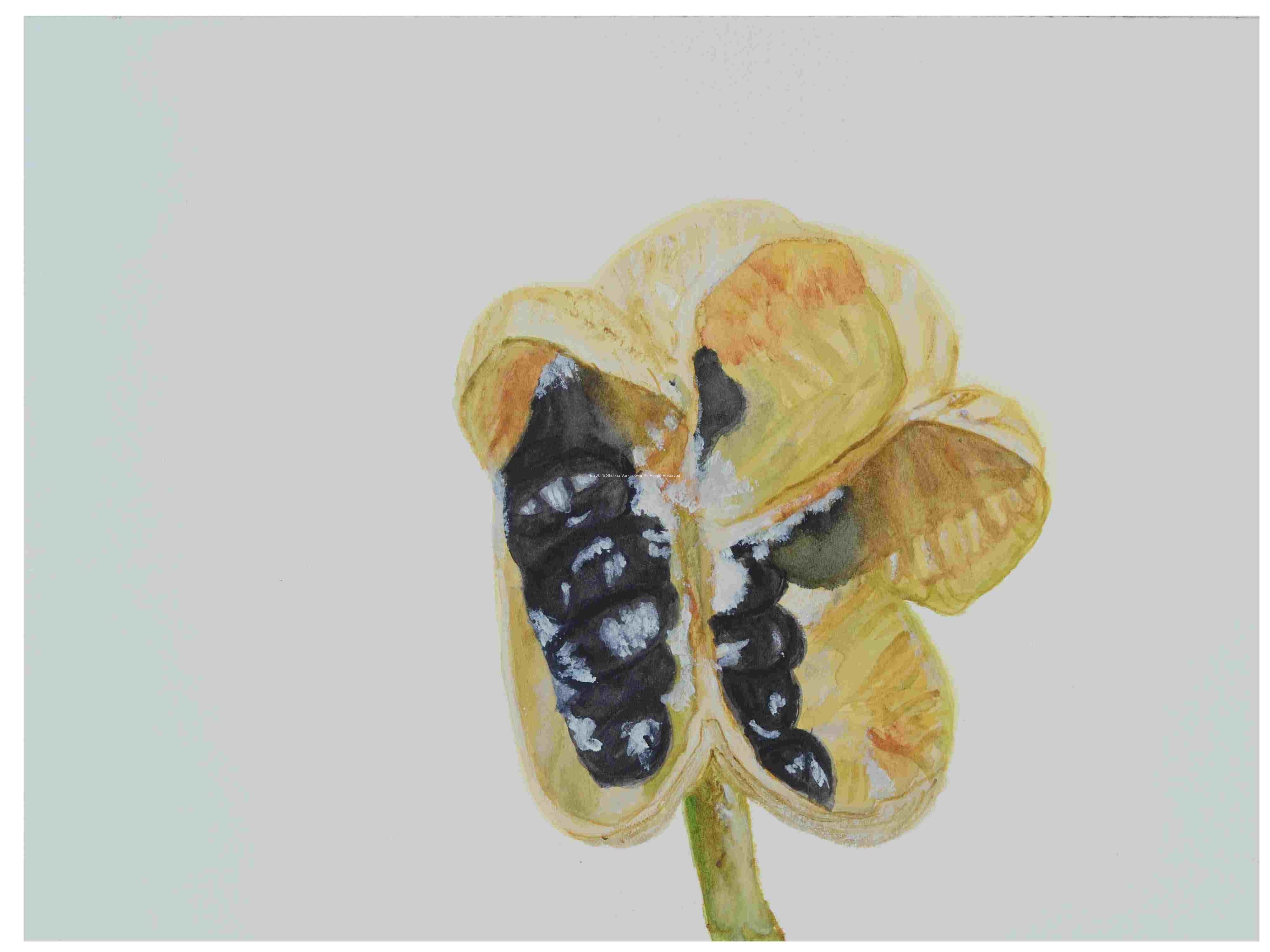 2_Seedpod-Daffodil_watercolor_9x12_2023