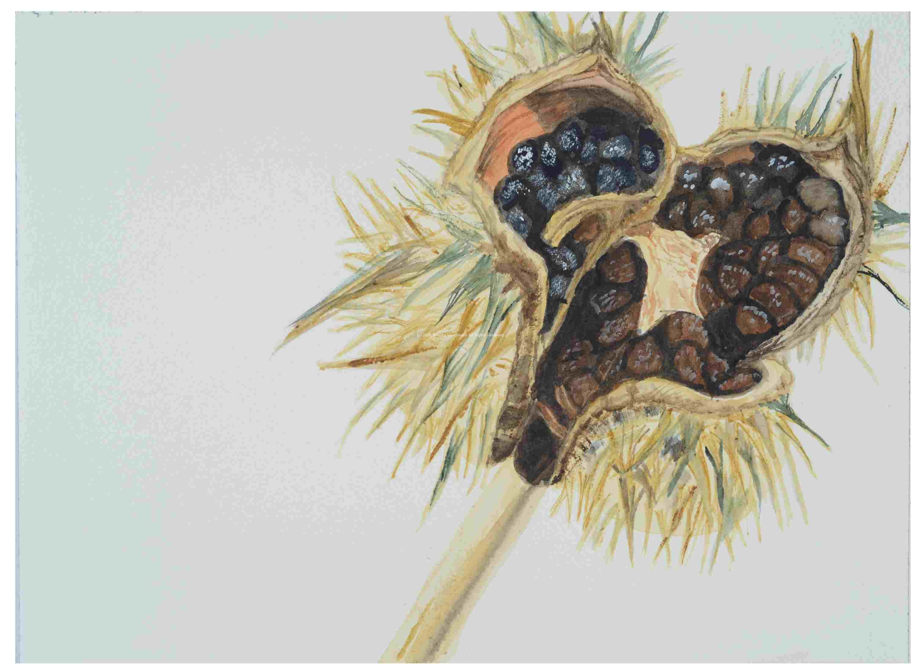 2_Seedpod-Datura_watercolor_9x12_2024