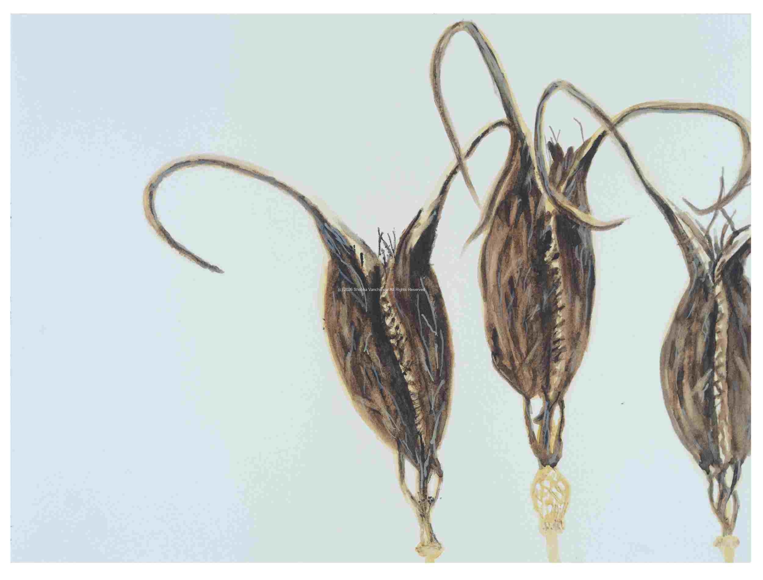 2_Seedpod-Devils-Claw-Martynia_watercolor_9x11_2024