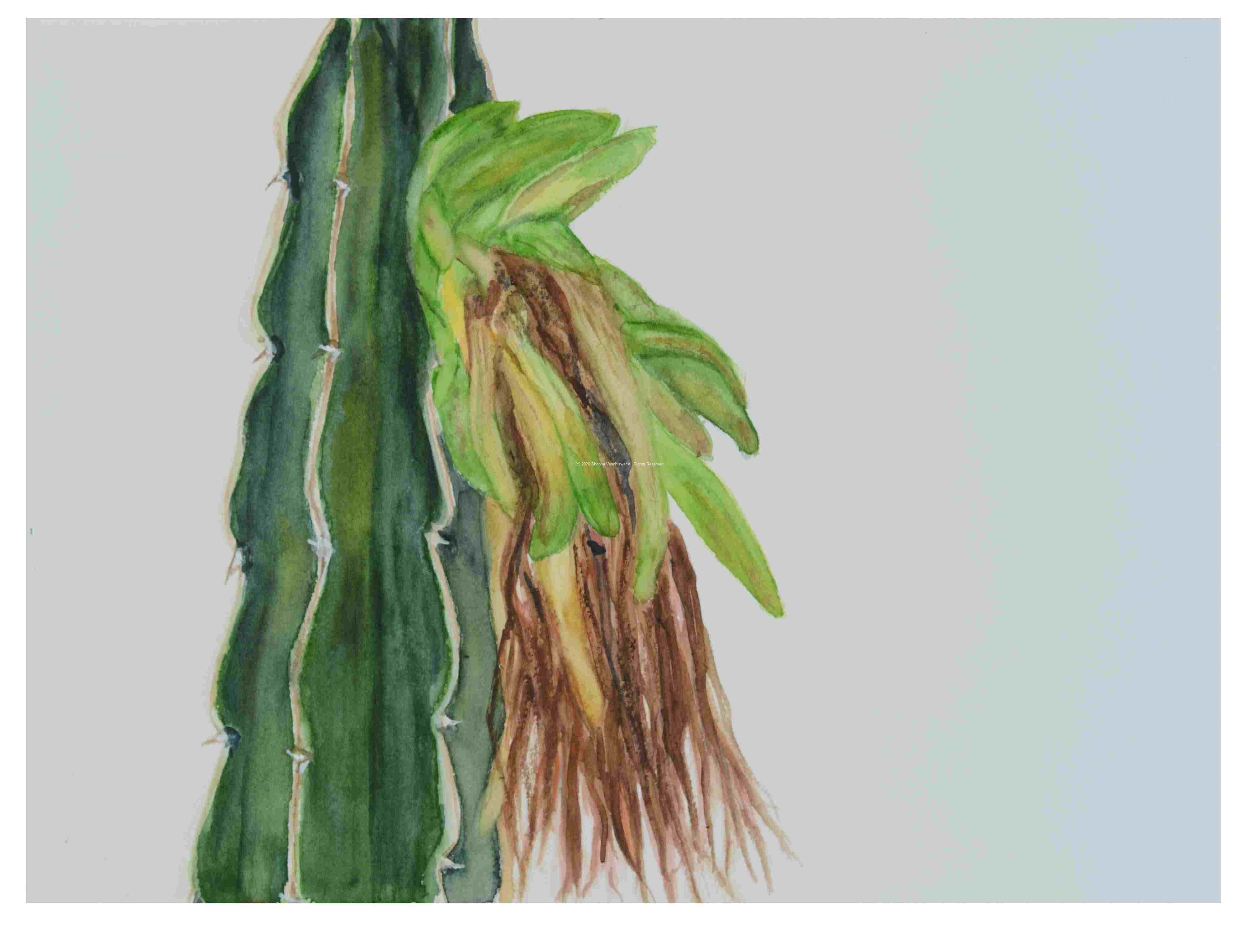 2_Seedpod-Dragon-Fruit-Pitaya_watercolor_9x12_2024