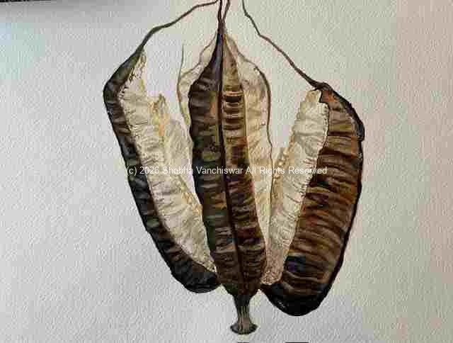 2_Seedpod-Dutchmans-Pipe_watercolor_9x11_2022