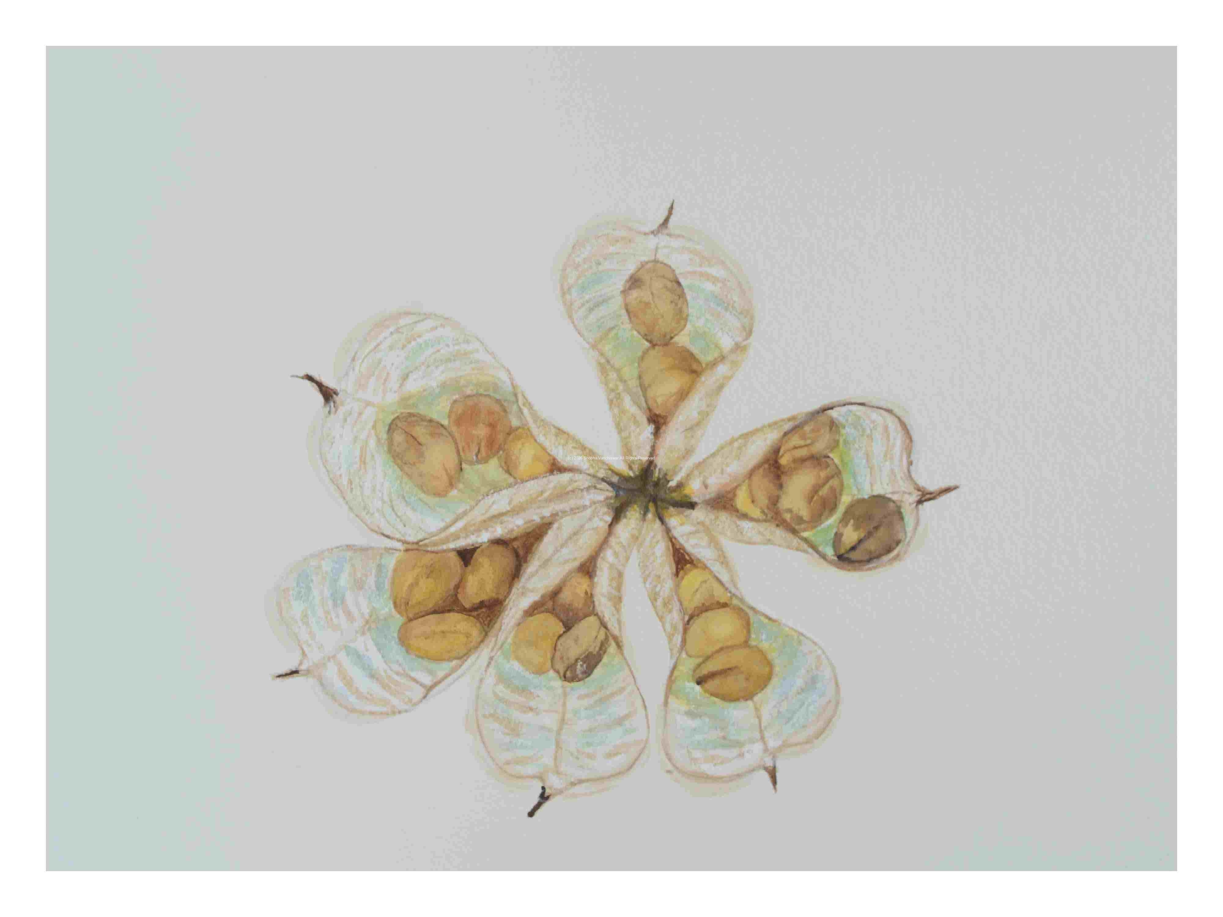 2_Seedpod-Eranthis_watercolor_9x11_2023