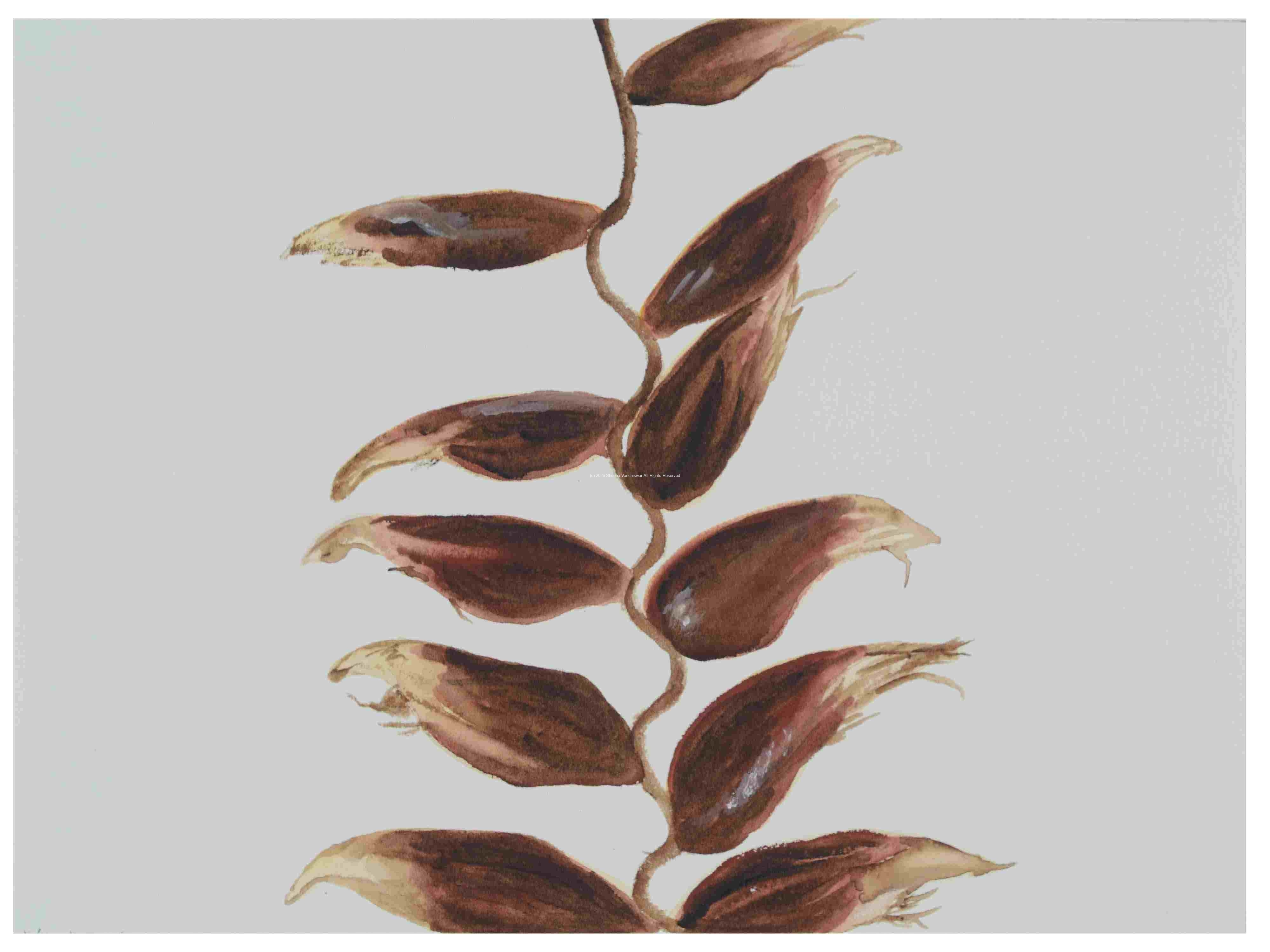 2_Seedpod-Heliconia_watercolor_9x12_2024