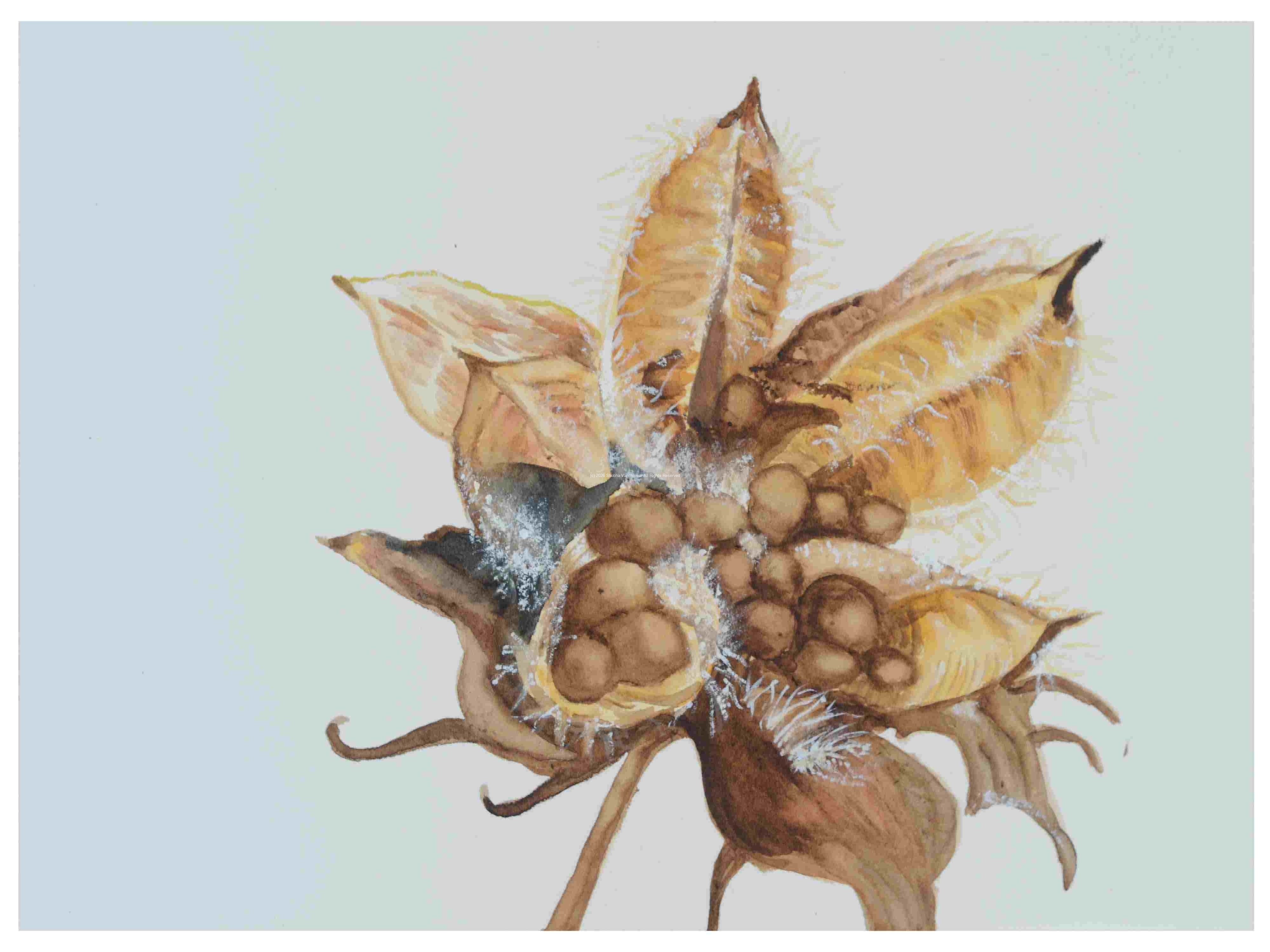 2_Seedpod-Hibiscus_watercolor_9x12_2024