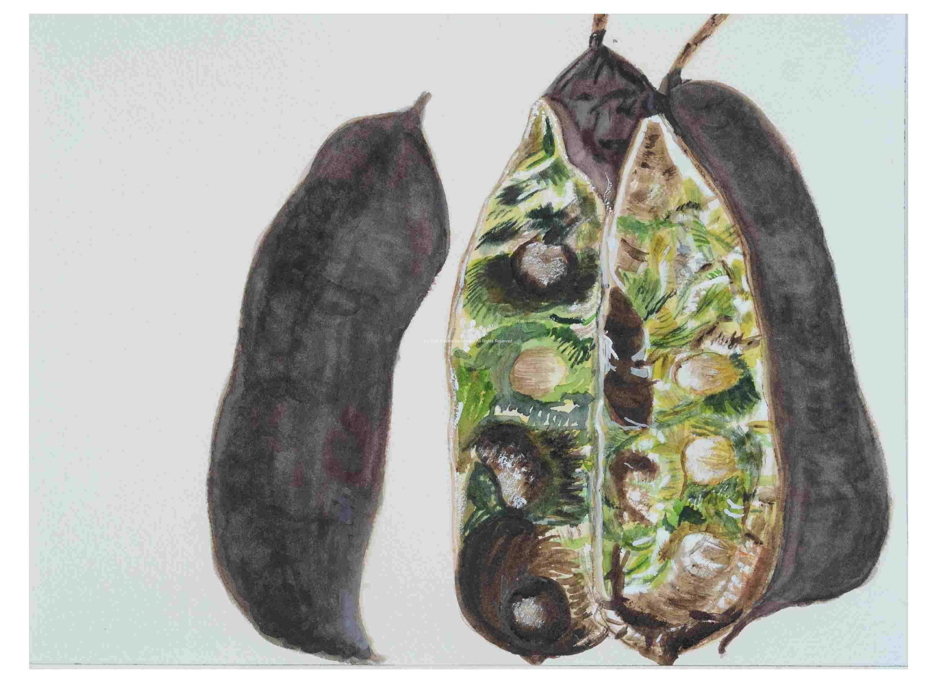 2_Seedpod-Kentucky-Coffee-Bean_watercolor_9x11_2024