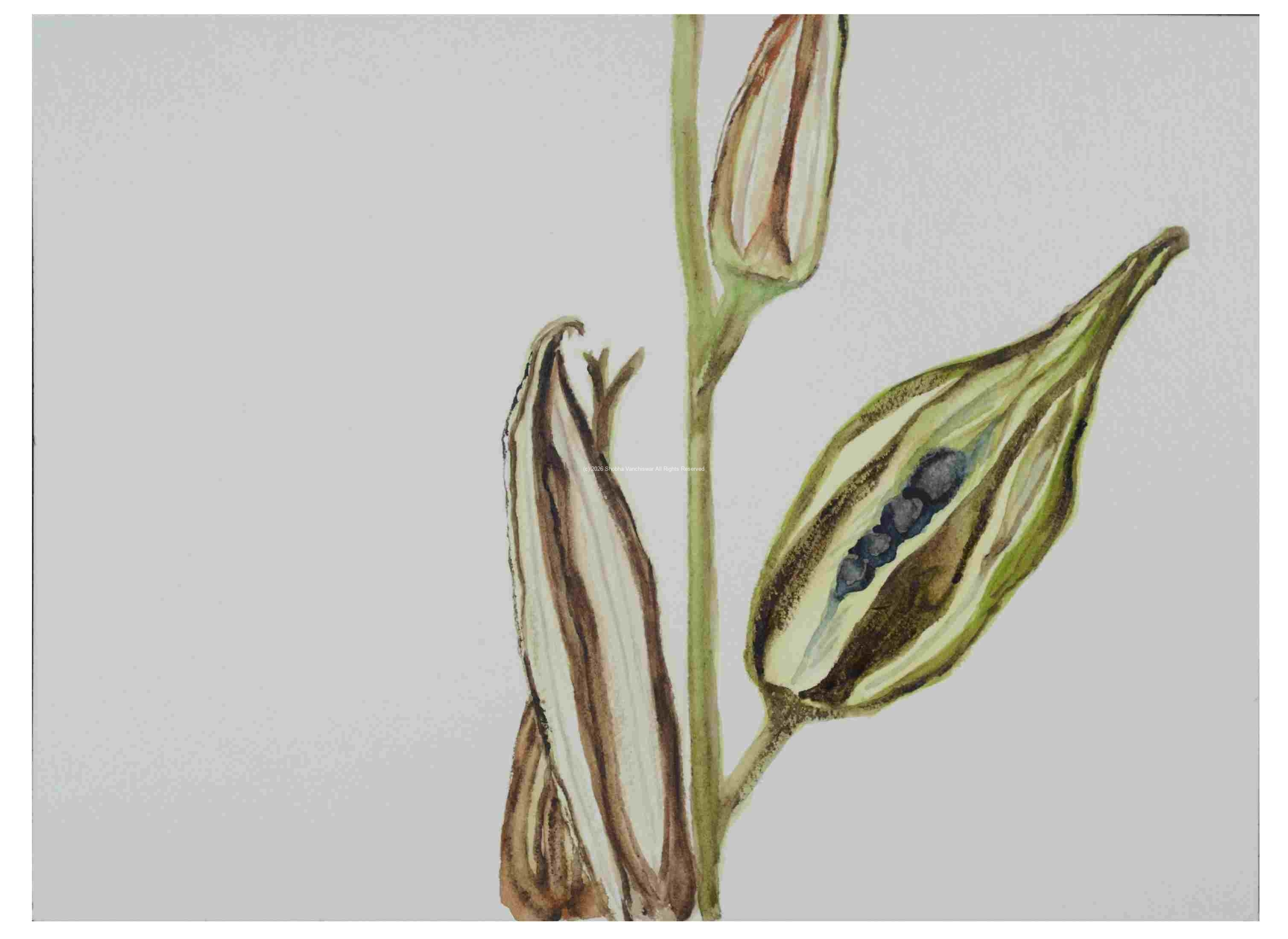 2_Seedpod-Okra_watercolor_9x12_2024
