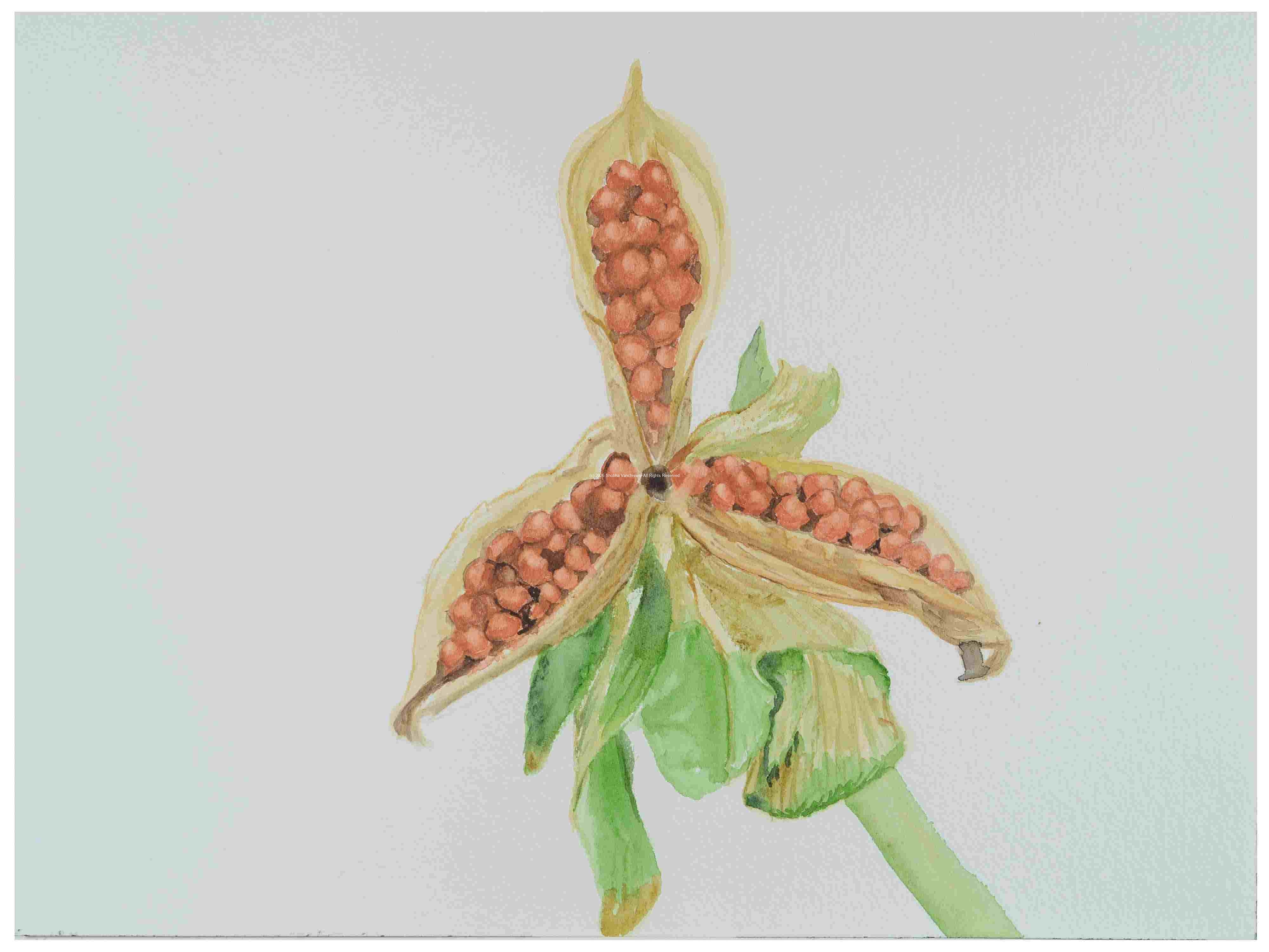 2_Seedpod-Pansy_watercolor_9x12_2024