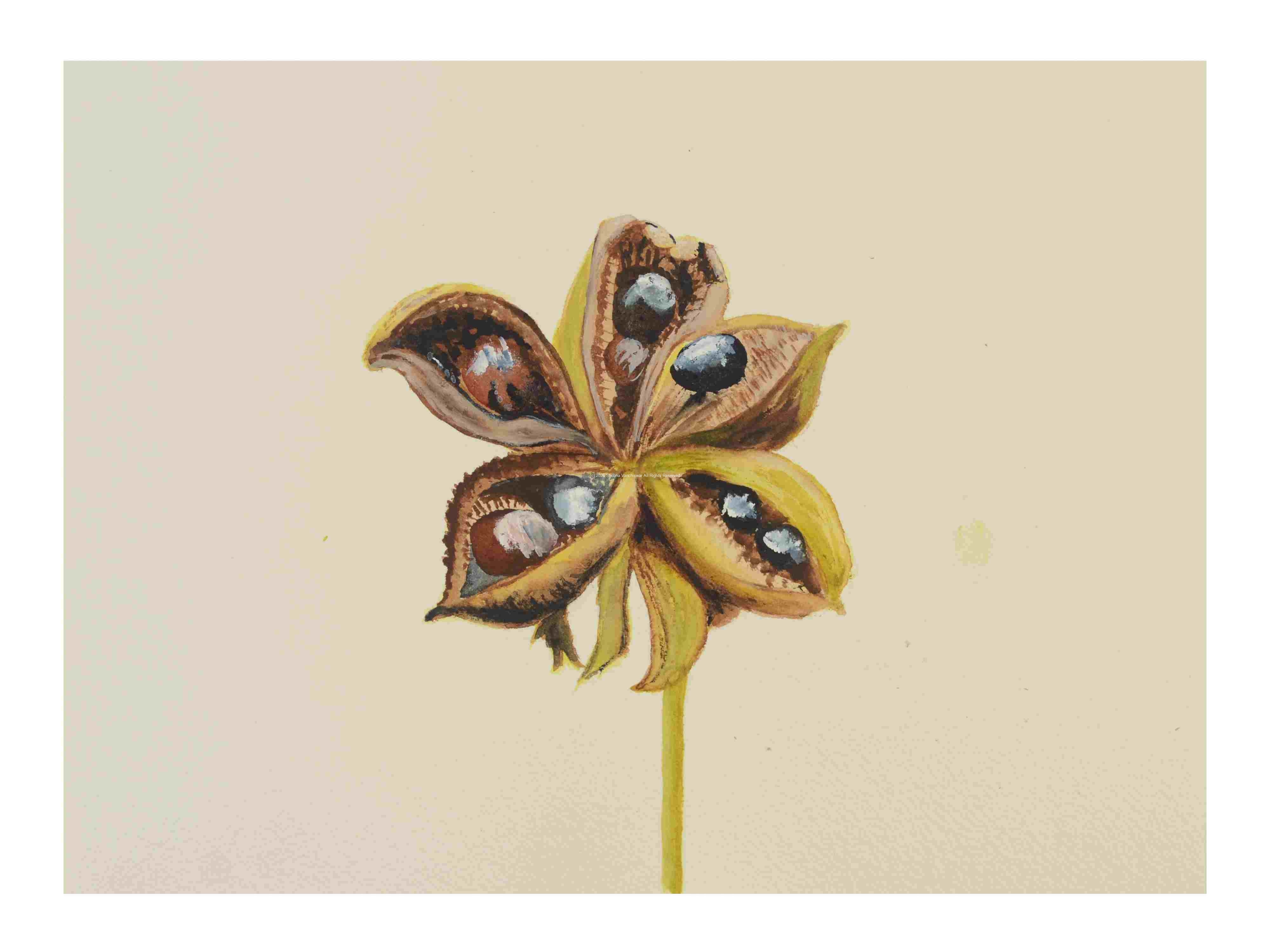 2_Seedpod-Peony-2_watercolor_11x14_June-2021