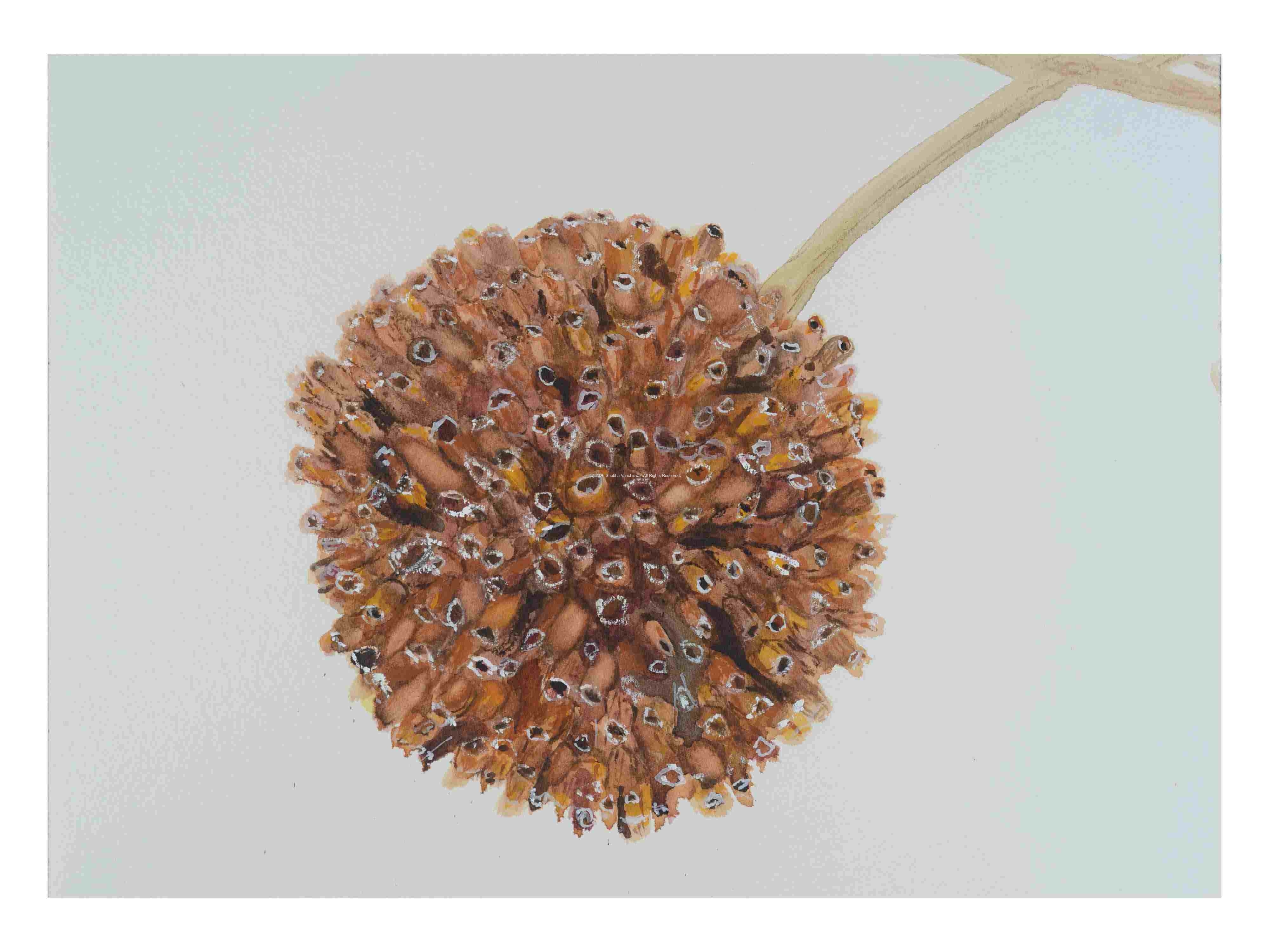 2_Seedpod_Buttonbush_watercolor_9x12_2023
