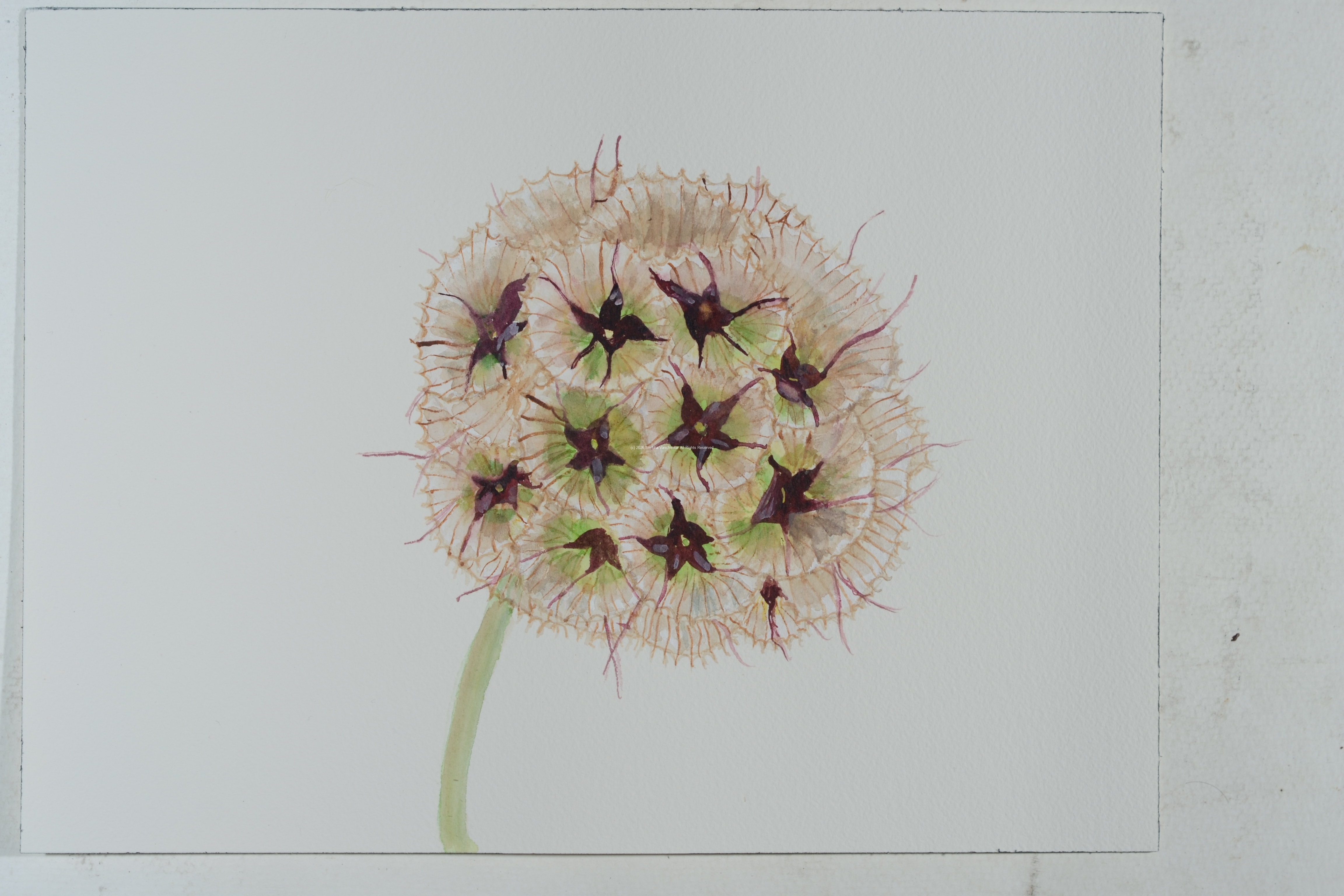 2_Seedpod_Scabiosa_watercolor_9x12_2023