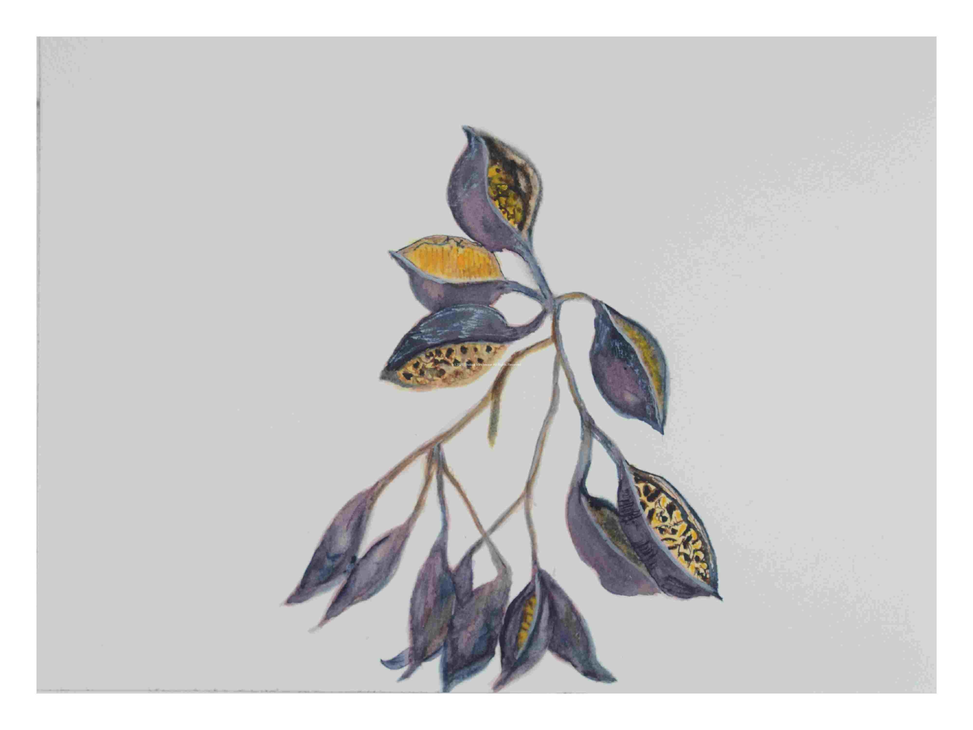 2_Seedpods-Boat-fruited-Sterulia_watercolor_14x16_2021Dec