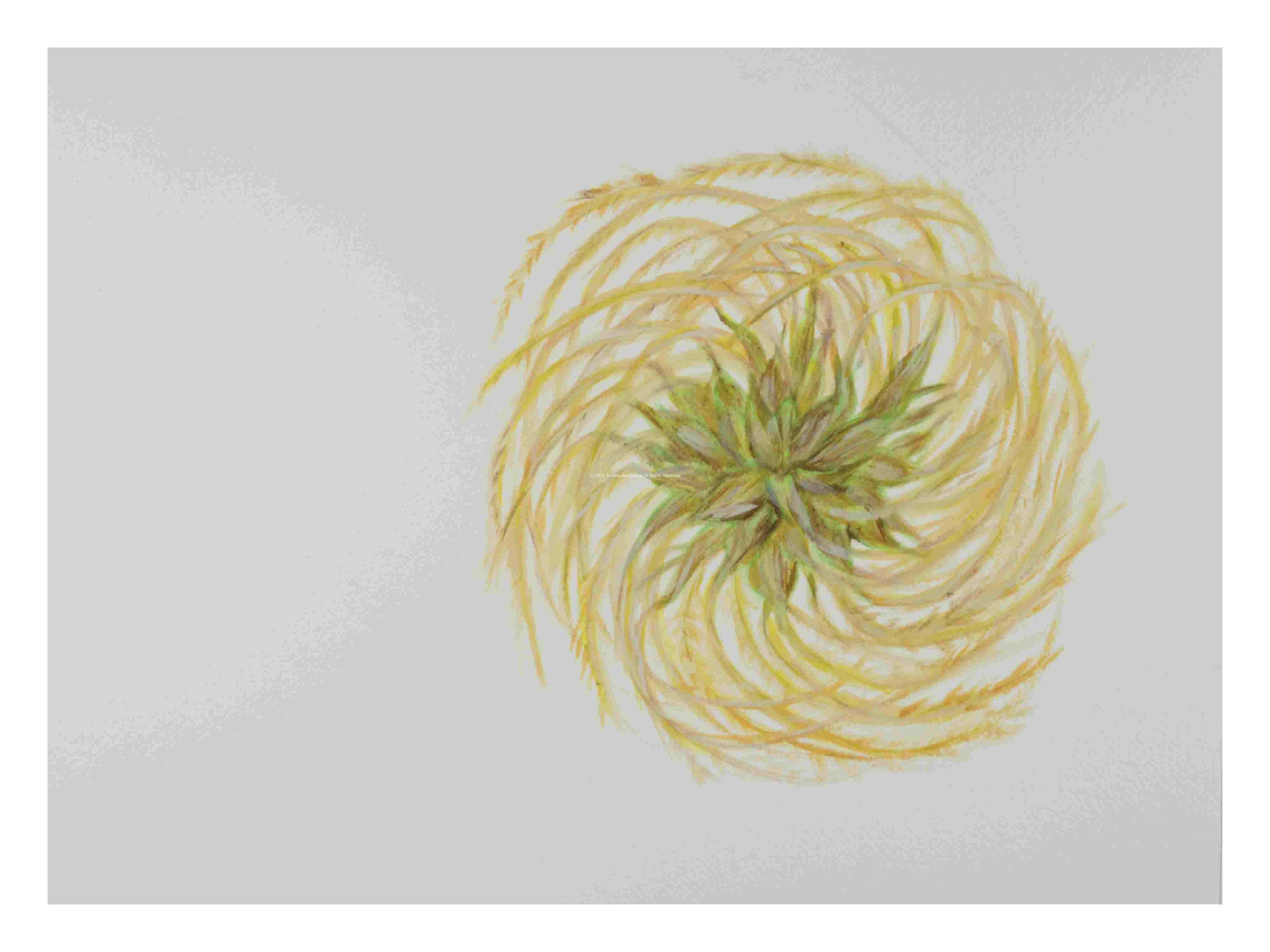 2_Seedpods-Clematis_watercolor_14x16_2021-Dec