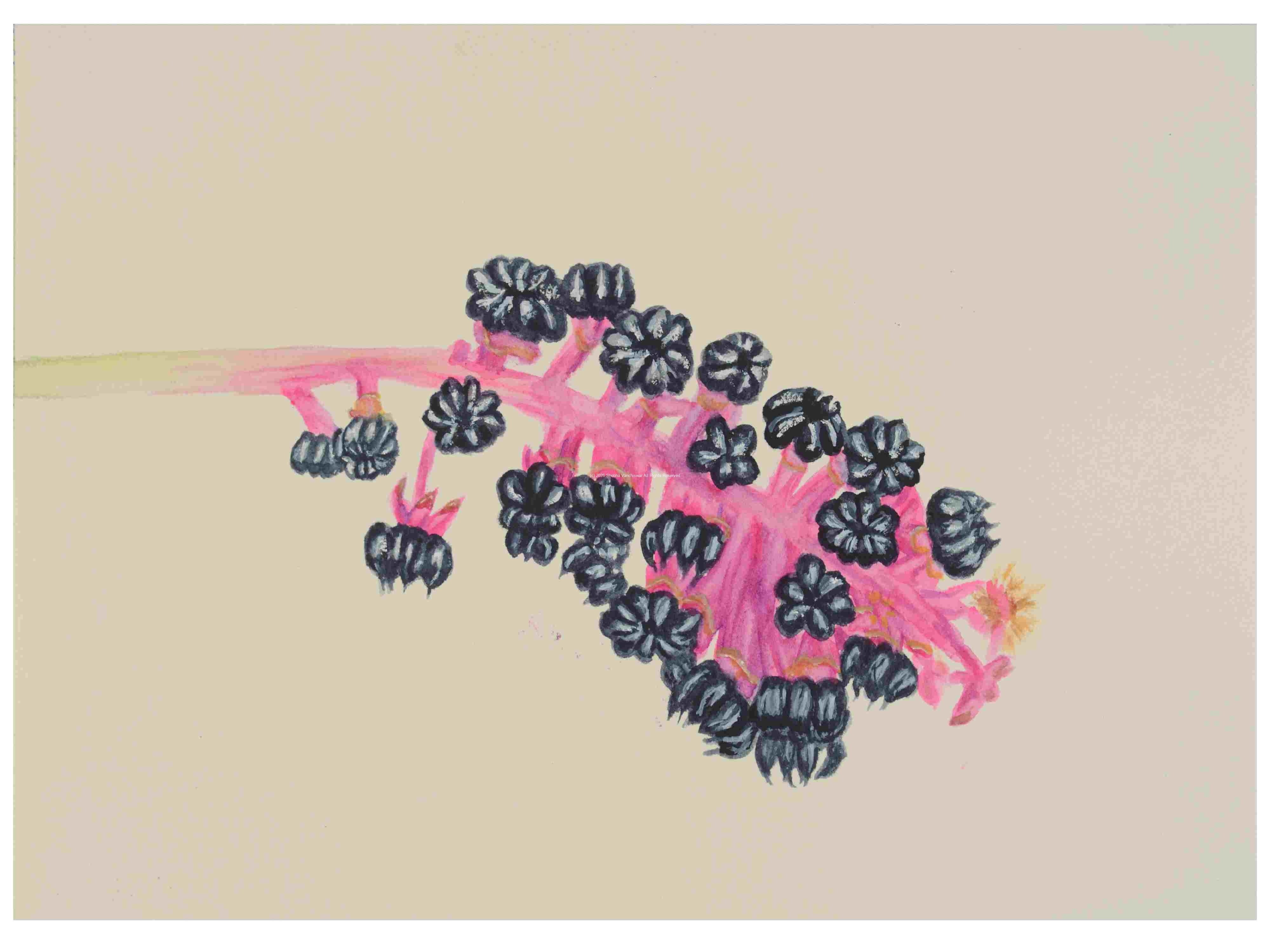 2_Seedpods_Pokeweed_watercolor_10x14_October-2021