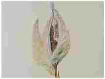 1_Seed-Pod-Milkweed_Watercolor_9x11_May-2021