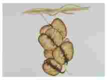 1_Seed-Pod-Wild-Yam_watercolor_12x16_April-2022