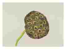 1_Seed-pod-Lotus_Watercolor_10x14_November-2021