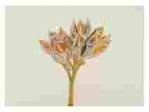 1_Seed-pods-American-Agave_watercolor_10x14_November-2021