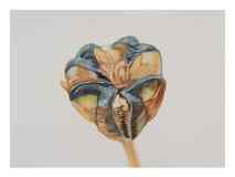 1_Seedhead-Frittilaria_watercolor_9x11_March-2021