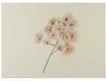 1_Seedhead-Joe-Pye_watercolor_2021