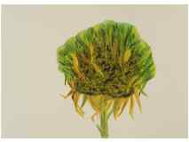 1_Seedhead_Sunflower_watercolor_10x14_October-2021