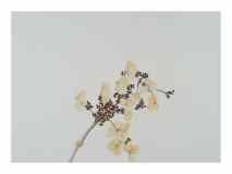 1_Seedheads-Hydrangea_watercolor_14x16_2022-Jan