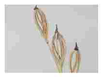 1_Seedpod-Cephalanthera-longifolia-narrow-leaved-Helleborine_watercolor_9x12_2023