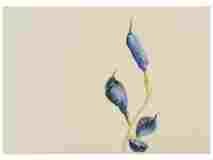 1_Seedpods-Baptisia_watercolor_September-2021