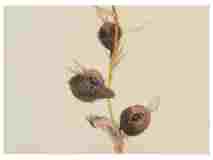 1_Seedpods-Canna_watercolor_sSeptember-2021