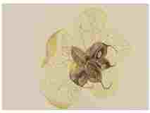 1_Seedpods_Hellebore_watercolor_10x14_October-2021