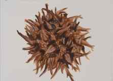 2_Seed-Burr-Sweet-Gum_Watercolor_9x11_February-2021