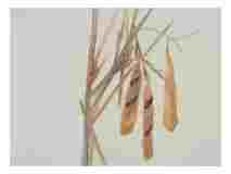 2_Seed-Pods-Wisteria_watercolor_9x11_March-2021