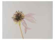 2_Seed-head-Echinacea_watercolor_9x11_December-2020