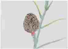 2_Seed-pod-Magnolia_watercolor_9x11_January-2021