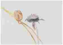 2_Seed-pod-and-seed-head_watercolor_8x11_January-2021