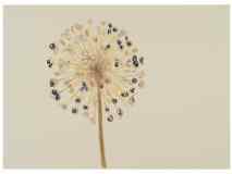 2_Seedhead_Allium_watercolor_10x14_October-2021