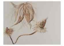 2_Seedheads_Watercolor_9x11_November-2020